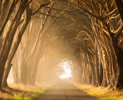 黄金时间，高大树木之间空空荡荡的街道